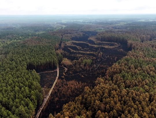 Jest poniedziałek 11 maja. Jutro minie tydzień od wybuchu pożaru w Puszczy Solskiej. Strażacy opanowali najgorsze, ale wciąż są na miejscu, by likwidować ukryte pod ziemią zarzewia ognia.