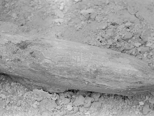 8 lipca 1980 r. „Express Wieczorny” donosił o znalezisku. Gdzie teraz jest cios mamuta spod Hrubieszowa?