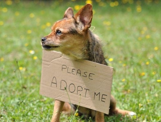 Co powstrzymuje Polaków przed adopcją zwierząt?