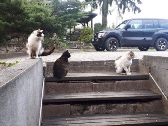 Animalsi z Biłgoraja apelują: Pomóżcie ratować koty
