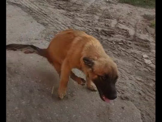 Fundacja 4Paws – Wschodni Patrol dla Zwierząt opublikowała we wtorek (4 sierpnia) dramatyczny apel o pomoc dla ciężko rannego szczeniaka z gminy Krasnobród.