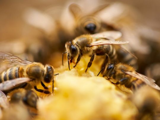 Apiterapia i uloterapia pomagają leczyć, czyli... pszczoły są dobre na wszystko