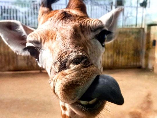 Asani rośnie jak na drożdżach. Jest najmłodszą żyrafą w zamojskim zoo.
