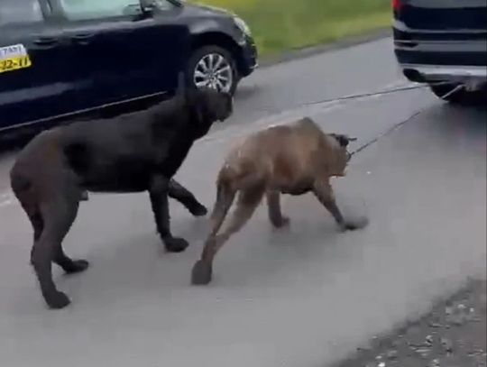 Szokujące nagranie w sieci. Przywiązał psy do haka holowniczego samochodu i ciągnął zwierzęta przez dwie godziny.