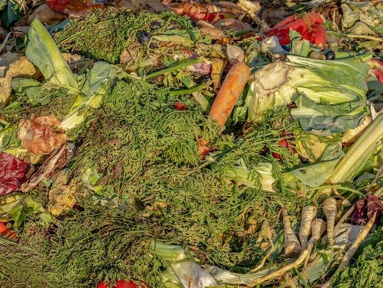 Bełżec: Zielony problem. Co zrobić z roślinnymi odpadami?