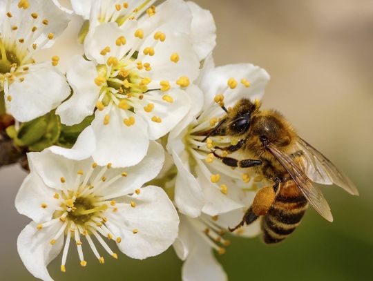 Bez pszczół nie byłoby życia. 20 maja obchodzimy ich święto 