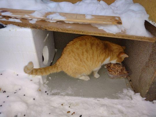 Biblioteki z gm. Hrubieszów i sklep w Dziekanowie pomagają zwierzakom przetrwać zimę