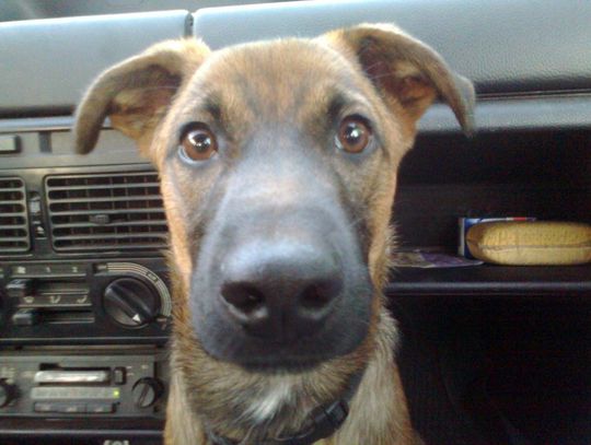 Biłgoraj: Zapłać za swojego psa - przypominają władze miasta