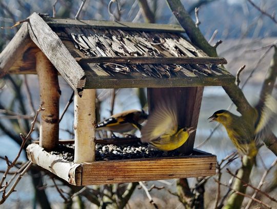 Biłgorajskie: Całą zimę dokarmiali ptaki