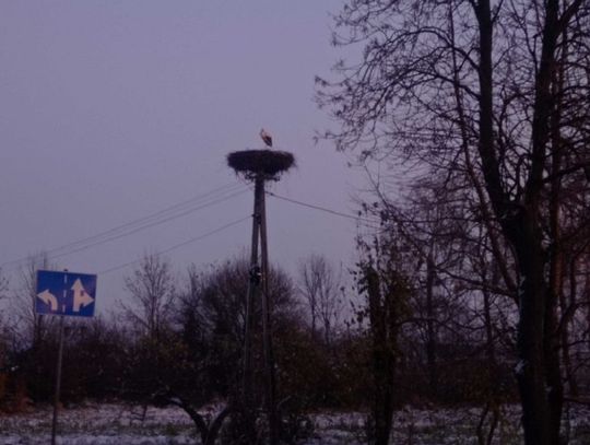 Bocian stał się w zimie atrakcją turystyczną gminy Miączyn.
