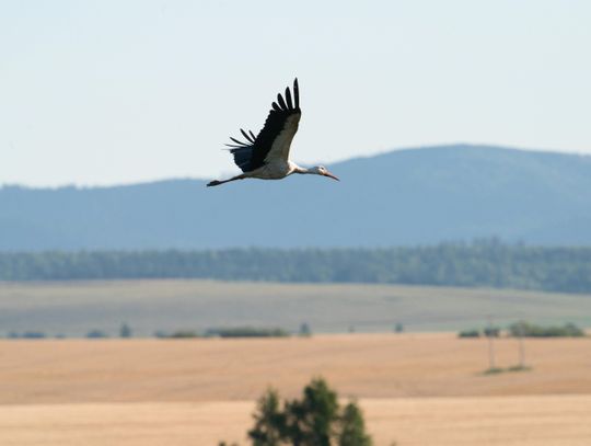 Bocianica Zbysia już w Europie! Pokonała 937 kilometrów w 5 dni Dla Zbysi, która realizuje właśnie swoją siódmą migrację z nadajnikiem, powrót do Bejd po ubiegłorocznym „sezonie bez lęgu” na ambonie myśliwskiej, ma szansę stać się jednym z najszybszych w jej historii