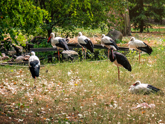 Bociany spotykają się teraz na łąkach. Na bocianich sejmikach.