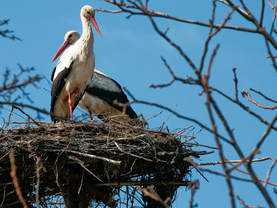 Bociany wyruszyły już w drogę powrotną z Afryki.