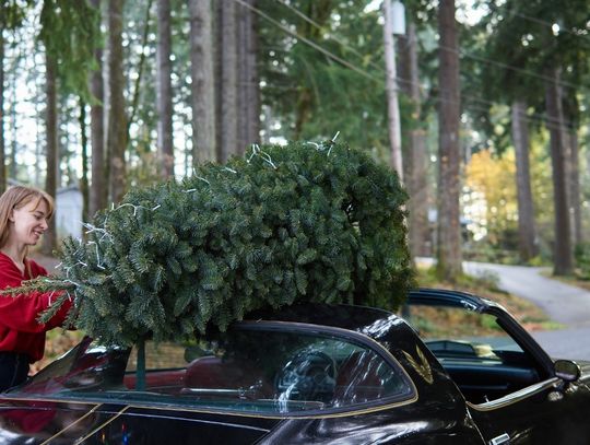 Choinka na dach i… mandat. Jak przewozić bożonarodzeniowe drzewko bez narażania kieszeni?