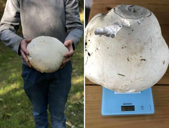 Co za grzyb! 25-latek z Sadów pod Skierbieszowem znalazł prawdziwego giganta