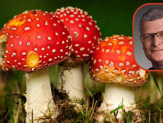 W internecie wciąż kwitnie handel czerwonymi muchomorami.