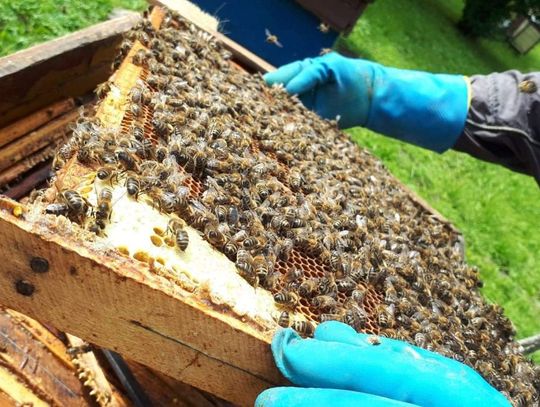 Czy wyginięcie pszczół rzeczywiście oznacza wyginięcie ludzi?