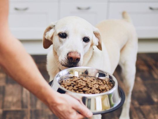 Diety pudełkowe dla ludzi już były. Teraz hitem jest catering dla psów