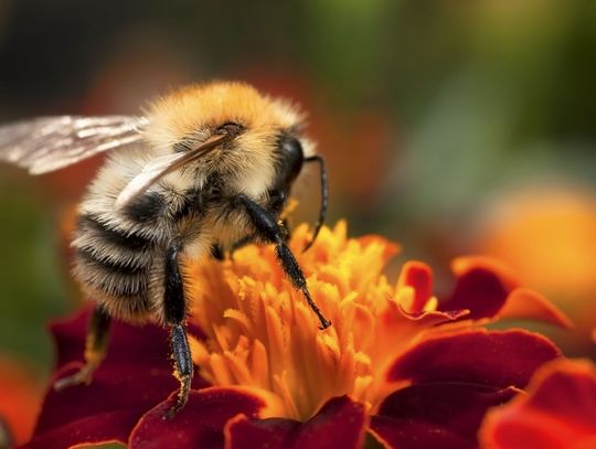 DLACZEGO PSZCZOŁY SĄ TAK POTRZEBNE W ŻYCIU CZŁOWIEKA?