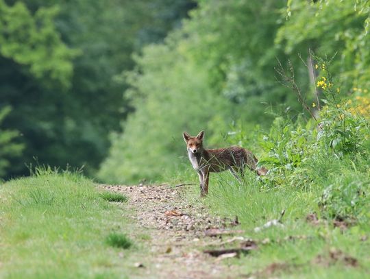 W dniach 27-29 czerwca na terenie województwa lubelskiego zaplanowano dodatkową akcję szczepień lisów wolno żyjących przeciwko wściekliźnie.