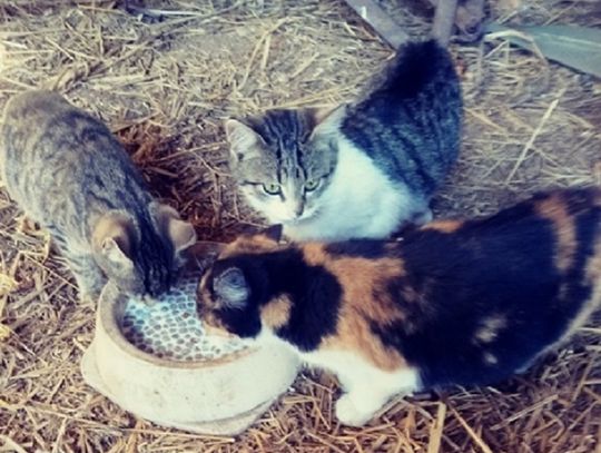 Dołhobyczów: Trzy małe kotki do wzięcia