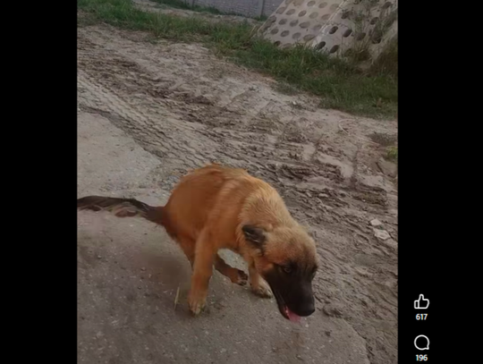 Fundacja 4Paws – Wschodni Patrol dla Zwierząt opublikowała we wtorek (4 sierpnia) dramatyczny apel o pomoc dla ciężko rannego szczeniaka z gminy Krasnobród.