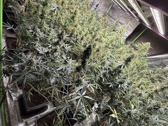 gm. Biłgoraj: Policjanci zabezpieczyli marihuanę wartą 300 tys. zł