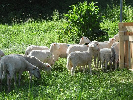 Gm. Hrubieszów: Owce znów pasą się w Gródku