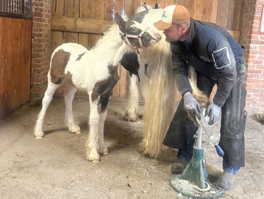 - To była miłość od pierwszego wejrzenia. Konie żyły we mnie od zawsze – mówi jeden z czołowych na Lubelszczyźnie kowali-podkuwaczy.