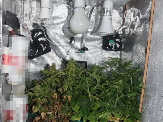 Gm. Komarów-Osada: Sadzonki konopi i susz marihuany w domu 29-latka