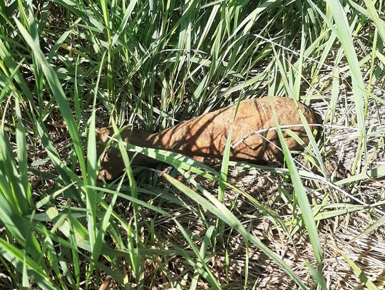 We wtorek 6 maja na terenie gminy Krynice znaleziony został pocisk artyleryjski z czasów wojny.