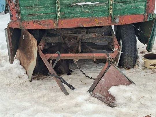 Na miejscu funkcjonariusze zastali 16 psów w stanie skrajnego wycieńczenia. Zwierzęta były niewymownie wychudzone i zaniedbane. Ich schronienia przypominały wysypisko śmieci.