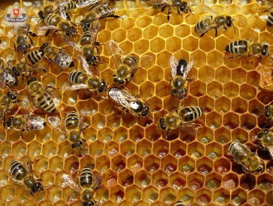 Gm. Mircze: Ukradł pszczoły z pasieki. Złodziej w rękach policji