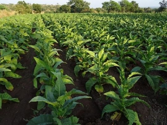 Gm. Obsza: Plantatorzy tytoniu nie dostają pieniędzy. Chcą interwencji rządu