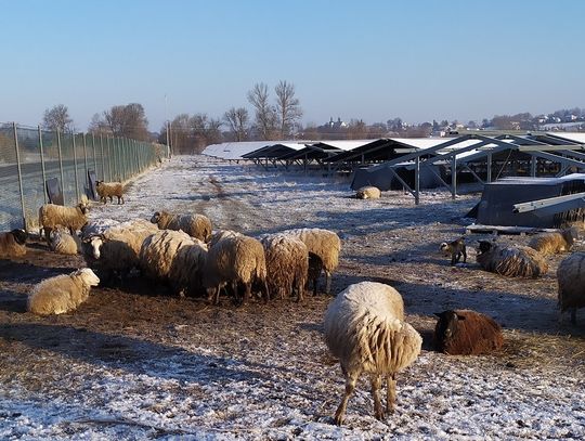 Gm. Rachanie:  Owce - alarm odwołany (TYLKO W GAZECIE)