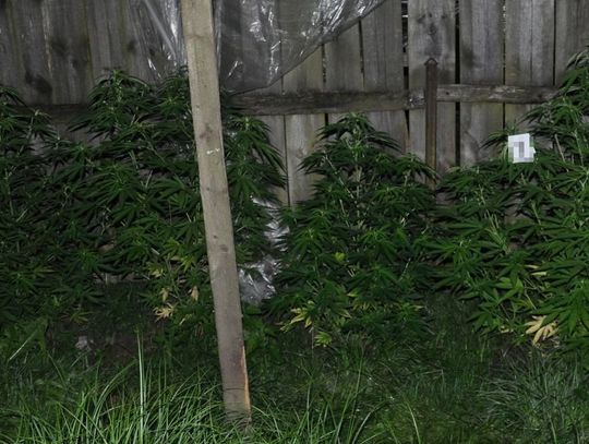 Gm. Szczebrzeszyn: Narkotyczna plantacja. 22-latkowi grozi więzienie