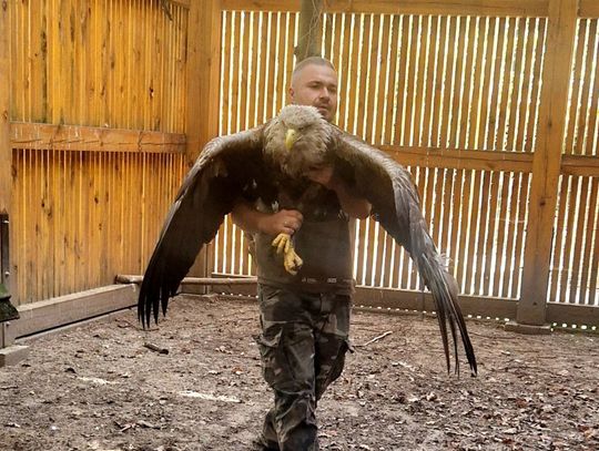 Bielik, który trafił do Ośrodka Rehabilitacji Dzikich Zwierząt w Skrzynicach Drugich z Nadleśnictwa Tomaszów Lubelski, po kilku tygodniach, wrócił na wolność.