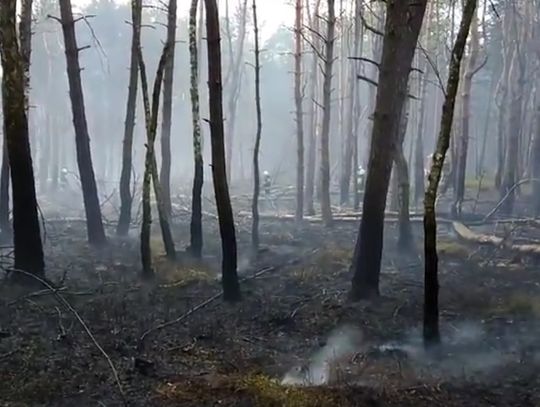 Gm. Tyszowce: Pożar lasu w Wojciechówce (FILM)