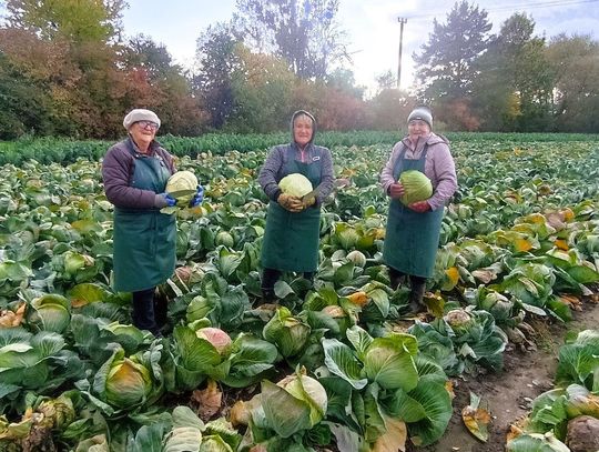 Gm. Tyszowce: W Marysinie będzie wiejskie Święto Kapusty! Ma być pysznie i wesoło Na kapuścianym polu sołtysa Kazimierza Saja w pracy pomagają sąsiadki Janina Szeremeta, Ewa Hucz i Elżbieta Łasocha. Lada dzień zaczną szykować dania na Święto Kapusty. Fot. Kazimierz Saj