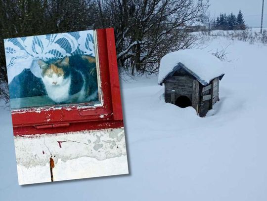 Właściciel posesji wyprowadził się w zeszłym roku, a zwierzęta, którymi powinien się opiekować, pozostawił na pastwę losu.