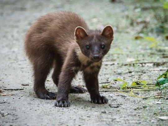 Kuna znaleziona pod koniec grudnia w okolicach Bereżnicy była chora na wściekliznę.