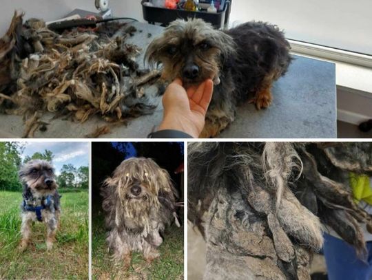 Gmina Hrubieszów: Zaniedbanego psa odebrano właścicielowi, a on może trafić za kraty