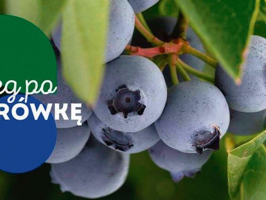 Po sukcesie pierwszej edycji Fundacja Bieg Rolnika oraz Grupa Producentów Owoców „Polskie Jagody” zapraszają na II Bieg po Borówkę.