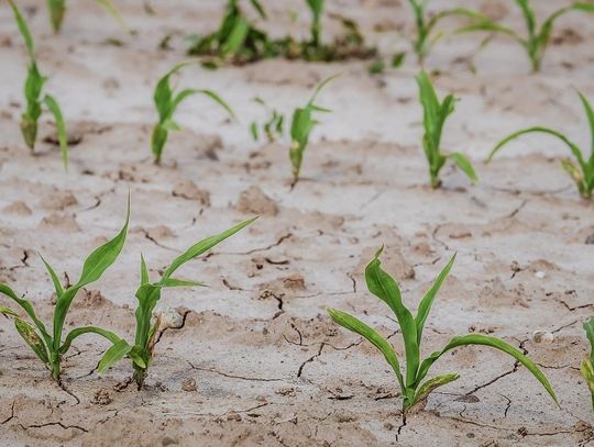 Gmina Susiec: Gminę dotknęła susza. Rolnicy mogą starać się o odszkodowanie