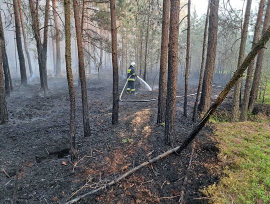 Pożar zniszczył ok. 10 ha lasu, obejmującego Nadleśnictwo Włodawa i lasy prywatne.