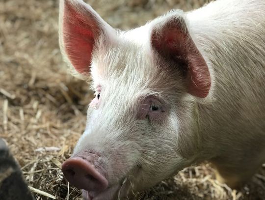 Gmina Uchanie: Kolejne ogniska ASF w powiecie hrubieszowskim