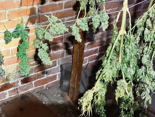 Gmina Werbkowice: 27-latek miał narkotyki w aucie i na podwórzu