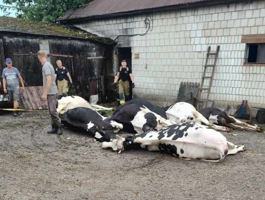 Gmina Werbkowice: Piorun grzmotnął w oborę i zabił 8 krów. Trwa zbiórka pieniędzy