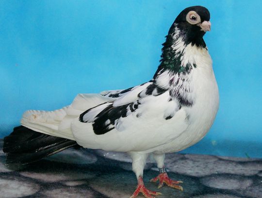 Gołębi zawrót głowy, czyli  XII Zamojska Wystawa Gołębi Rasowych i Drobiu Ozdobnego