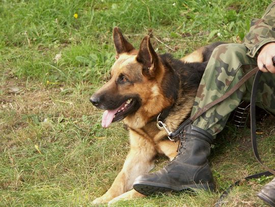 Granica: Heros wytropił kontrabandę za ponad 200 tys. zł.